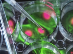 [ABPS-2500-F647] Polystyrene Particles, 25 um-Abvi Fluor647